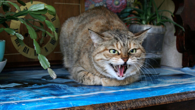 Pourquoi votre chat gratte-t-il les murs ? 6 raisons et solutions