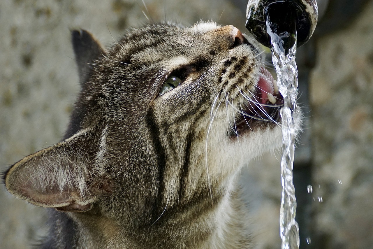 Conseils pour garder votre chat hydraté : Bols d&rsquo;eau, fontaines et autres