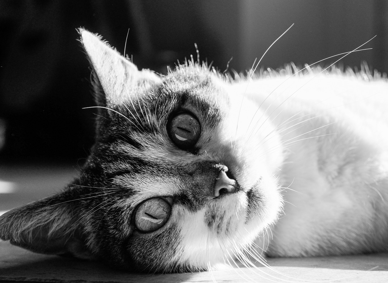 Top 5 des plateformes de médias sociaux pour trouver de nouveaux foyers pour les chats