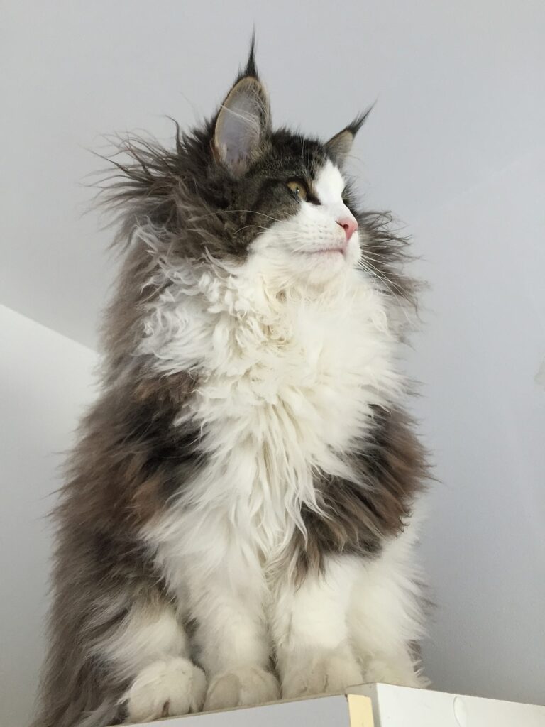 Lorsque le travail ou les voyages vous éloignent de votre domicile, à qui pouvez-vous confier votre chat ?