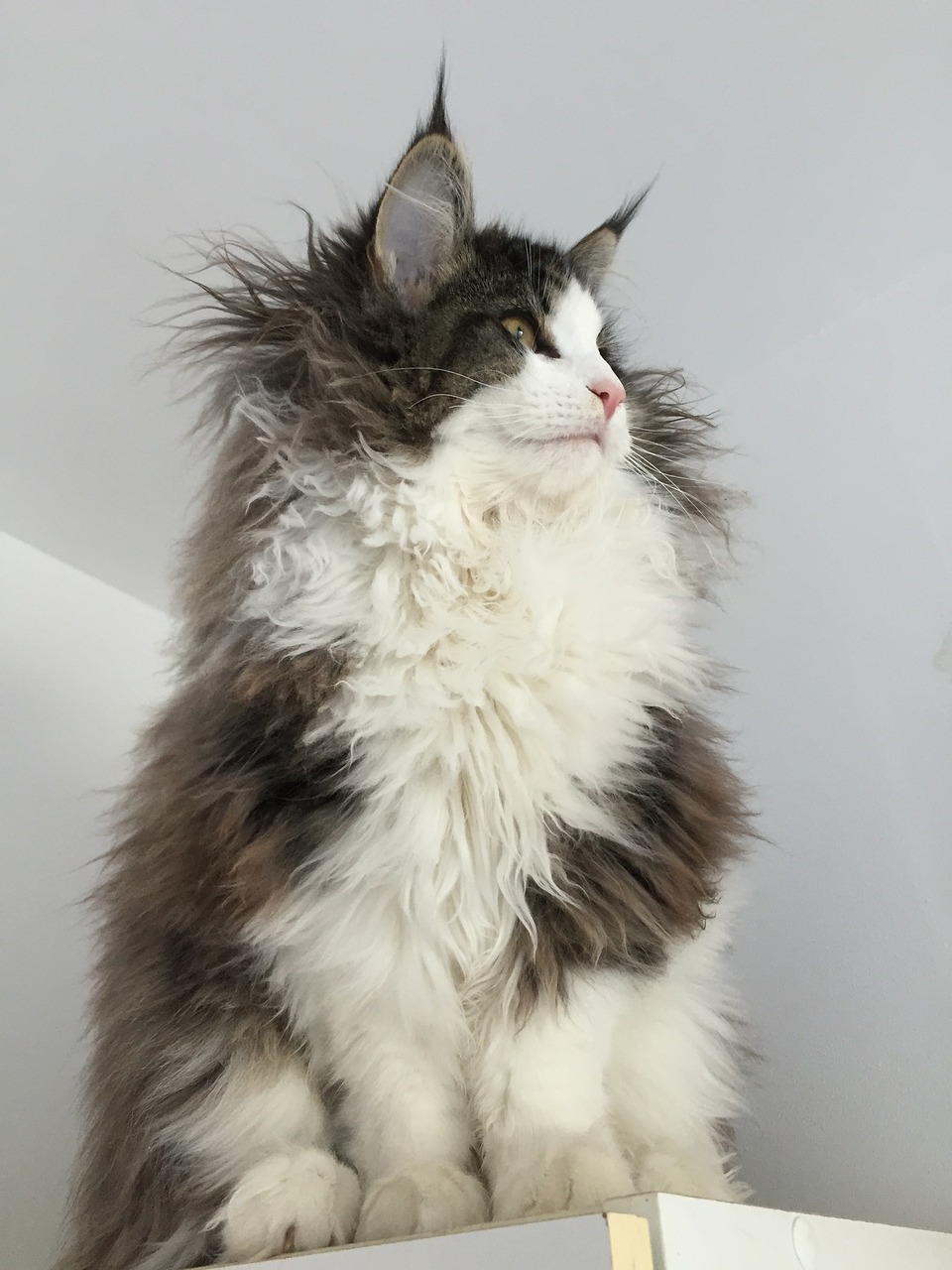 Lorsque le travail ou les voyages vous éloignent de votre domicile, à qui pouvez-vous confier votre chat ?