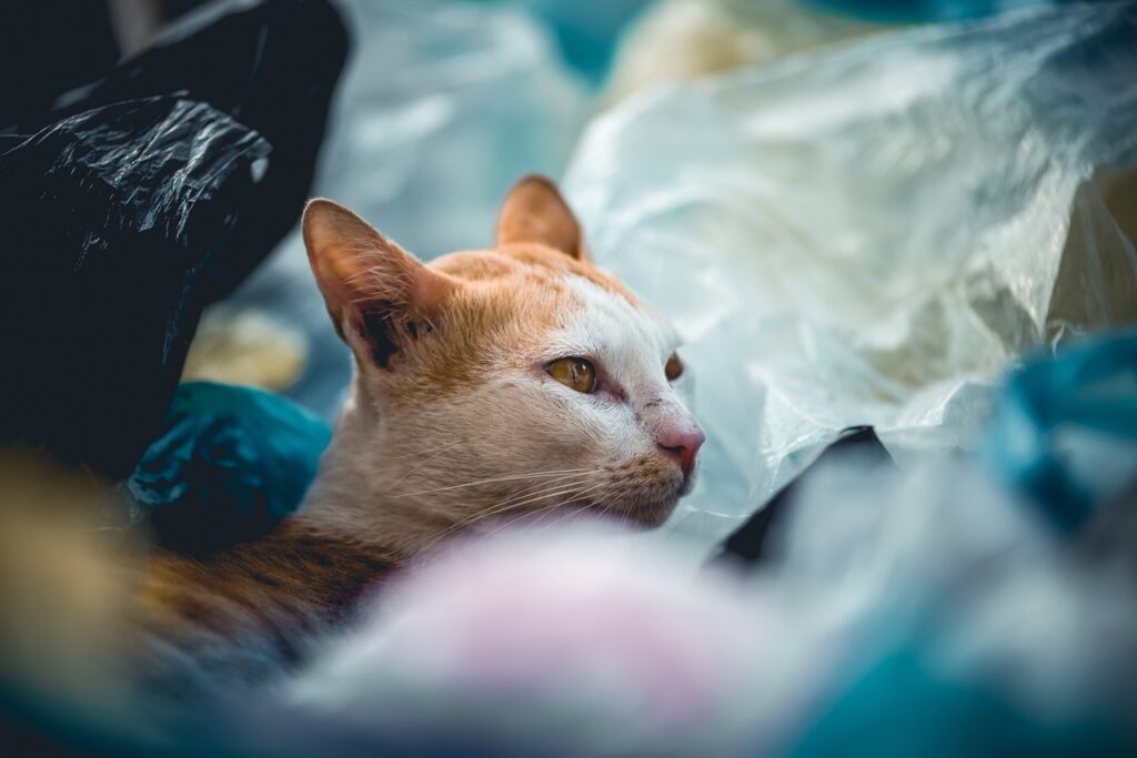Un chat en plein dans les sacs plastique