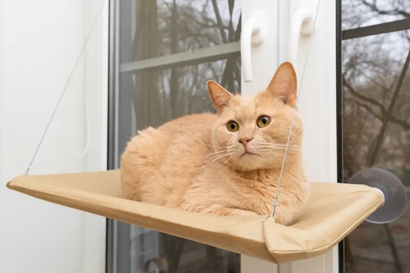 Chat dans un hamac de fenêtre