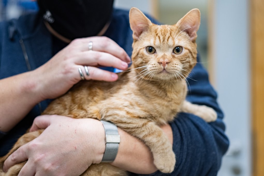 Rocky, chaton en soins d'urgence