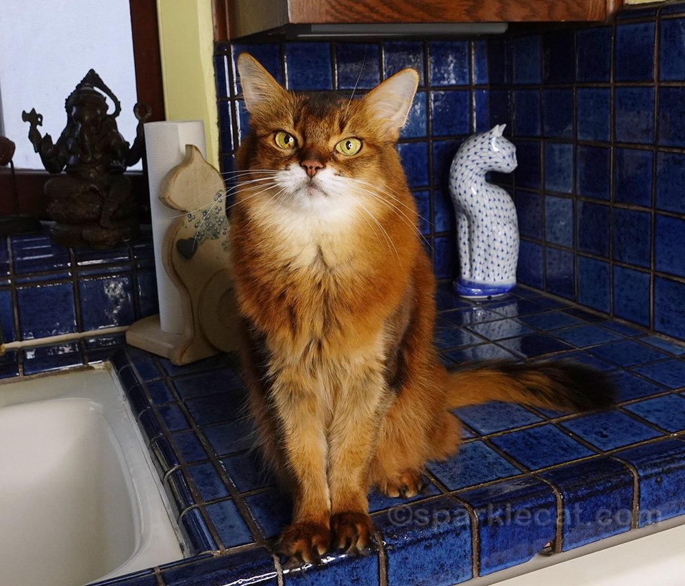 Un chat parlant davantage à l'homme de la maison