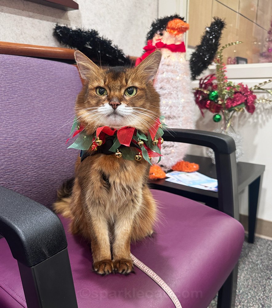 La première visite de Summer comme chat thérapeute à l’hôpital pour les fêtes, rendant heureux le personnel malgré peu de patients vus.