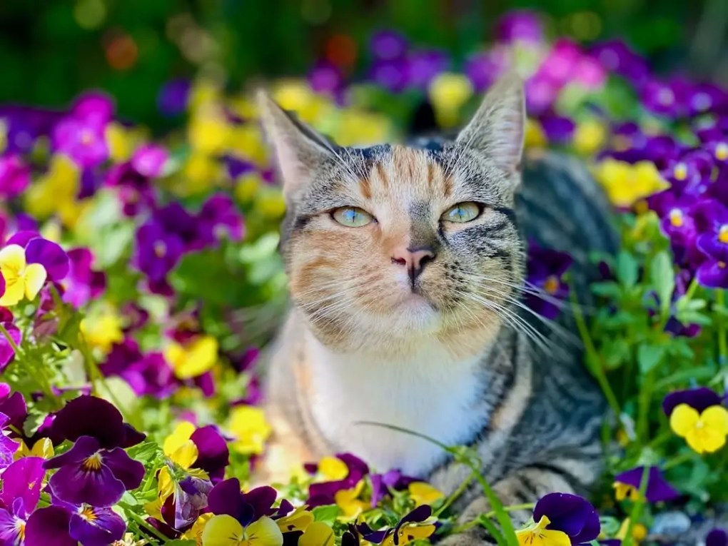 Chat profitant d'un espace extérieur sécurisé