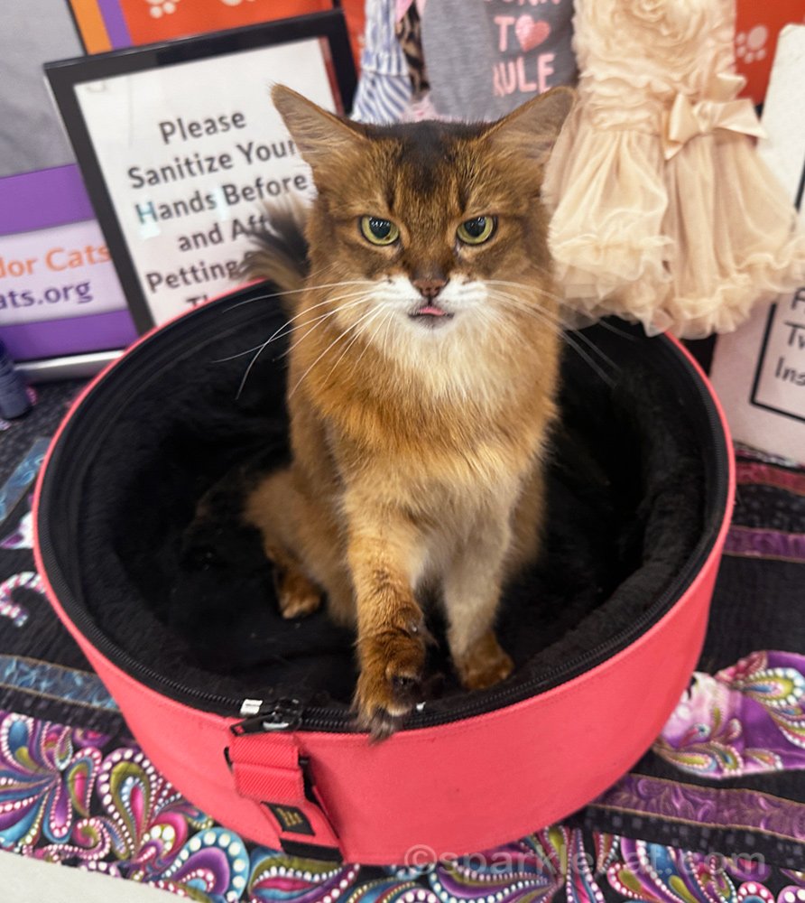 Chat Somali attendant des friandises