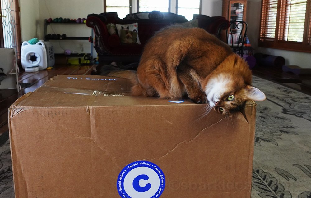 Chat Somali frottant une grande boîte