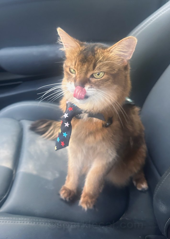 Chat de thérapie dans une voiture avec la langue sortie