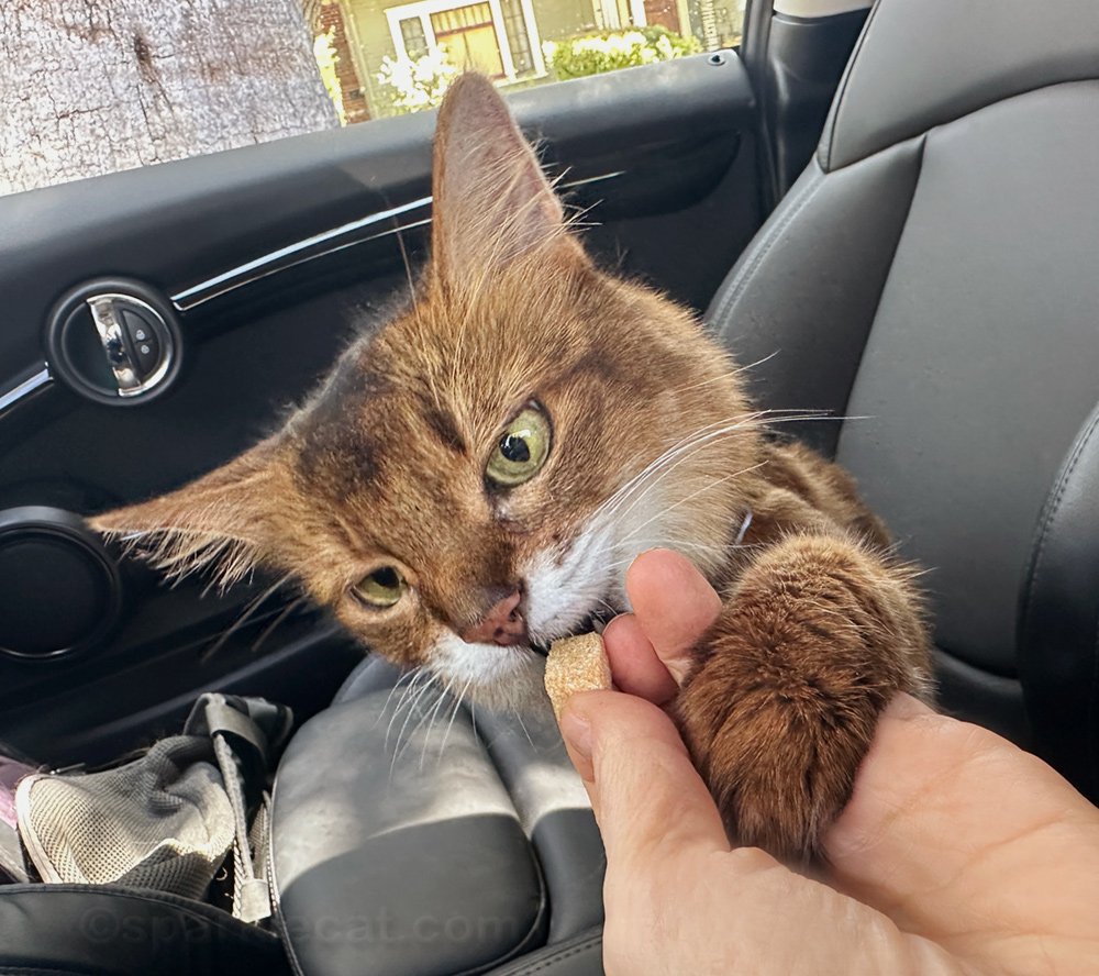 Chat de thérapie dégustant une friandise dans la voiture