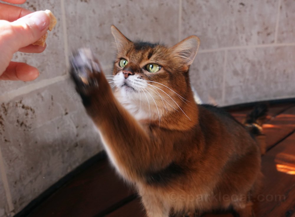 Chat Somali dans une tour en train d’attraper une friandise